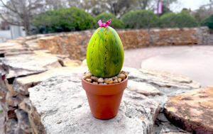Cute egg-shaped cactus in a rock planter